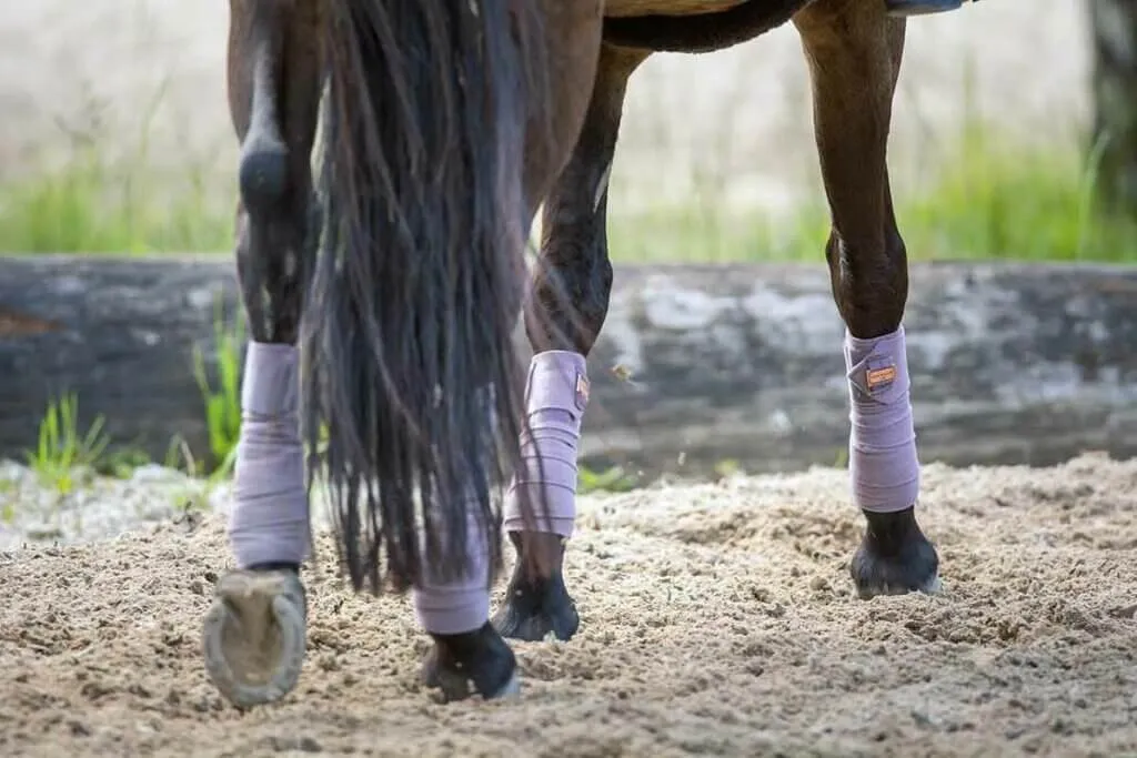 cheval bai en carrière avec des bandes de polo violettes