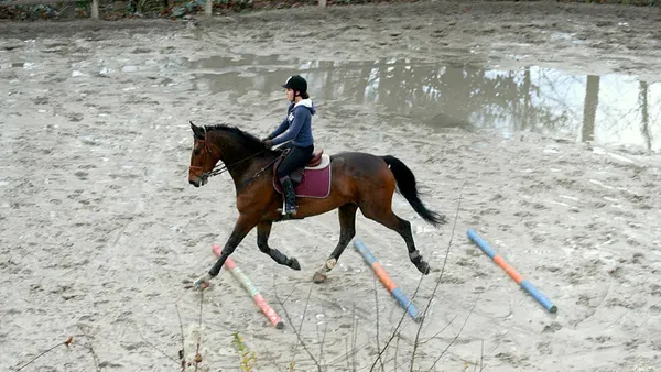 Idées d’exercices à cheval – 2ème partie : les barres au sol !