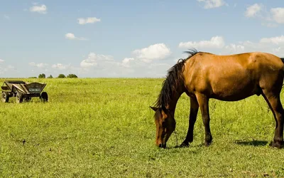 Alimentation du cheval : comprendre ses besoins et calculer sa ration