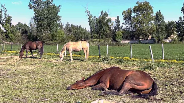 [vidéo] Les 3 besoins fondamentaux du cheval