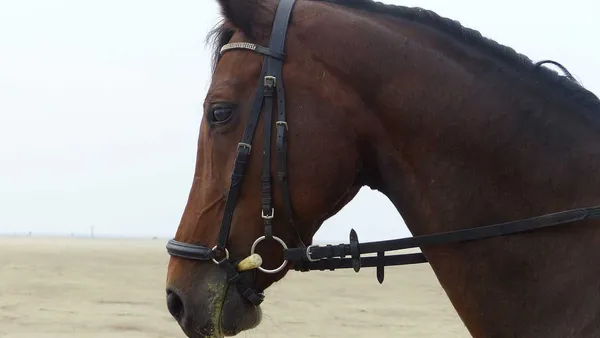 Comment brider et seller un cheval ?