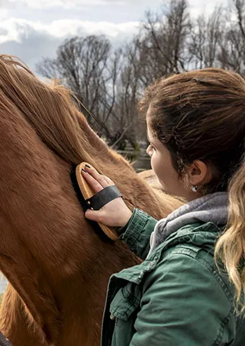 Un bon pansage est indispensable avant et après chaque séance de travail avec votre cheval