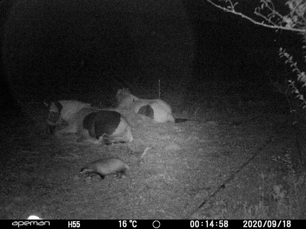vidéo camera surveillance : chevaux en train de dormir avec des animaux sauvages à côté
