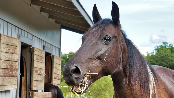 Pension, pension au pair, un cheval à la maison... Le point sur les différentes formules d'hébergement du cheval