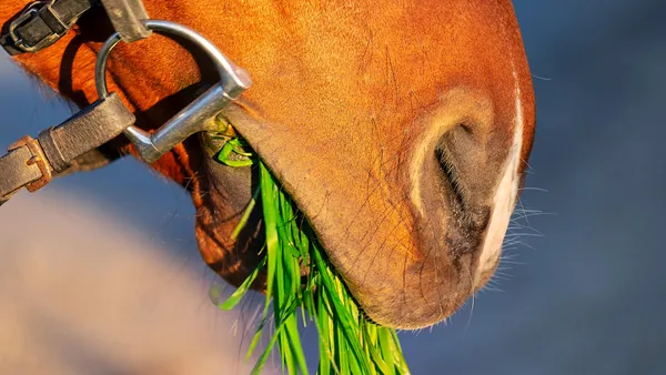 Bien choisir le mors de son cheval : les différents matériaux