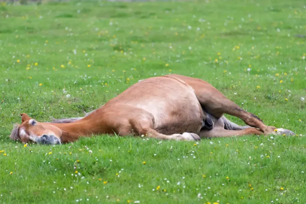 Durant la phase de sommeil profond, le cheval dort allongé