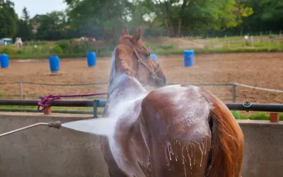 Cheval et fortes chaleurs : les vrais bons réflexes (et les fausses bonnes idées)
