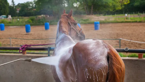 Cheval et fortes chaleurs : les vrais bons réflexes (et les fausses bonnes idées)