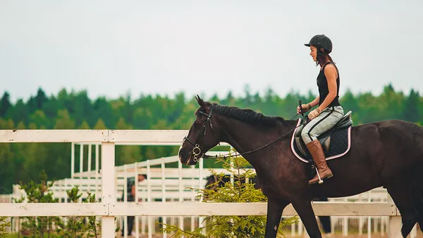 Comment apprendre à son cheval à reculer ?
