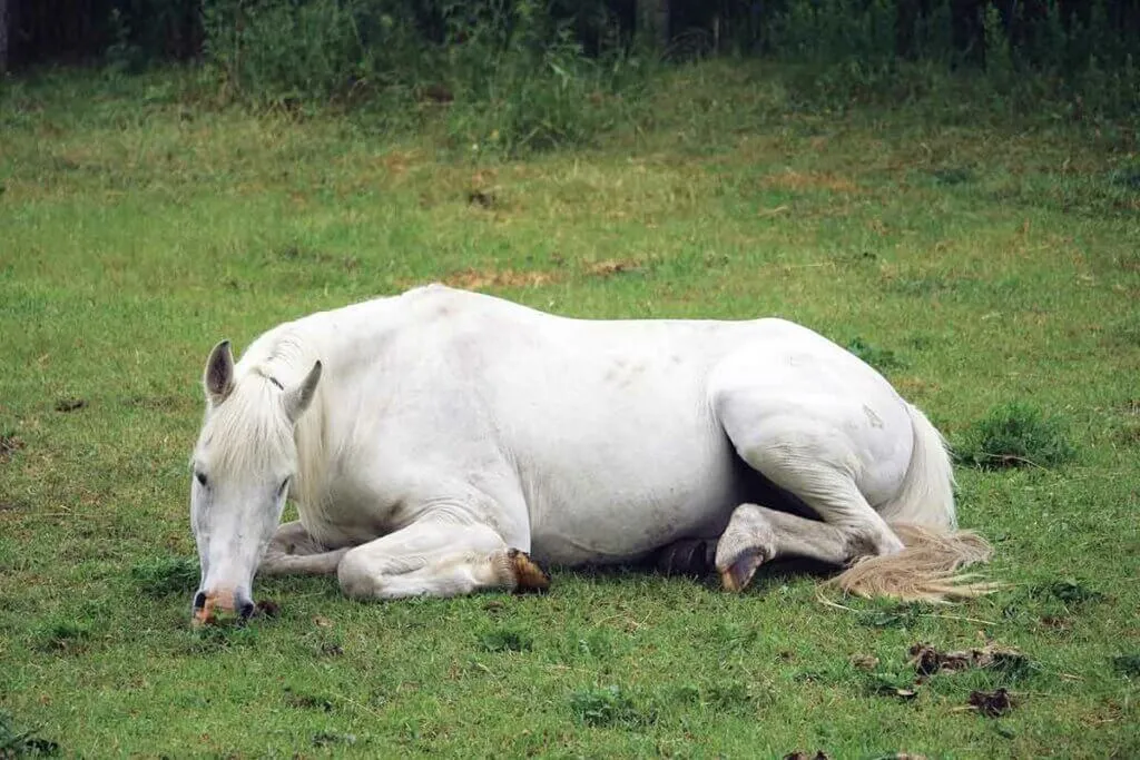 un cheval gris au pré couché en vache