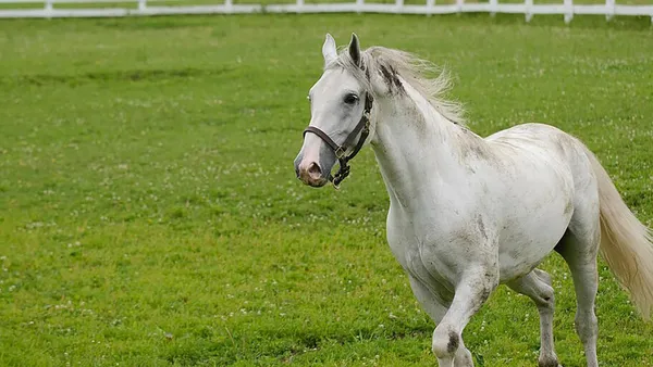 Tout savoir sur le cheval Lipizzan