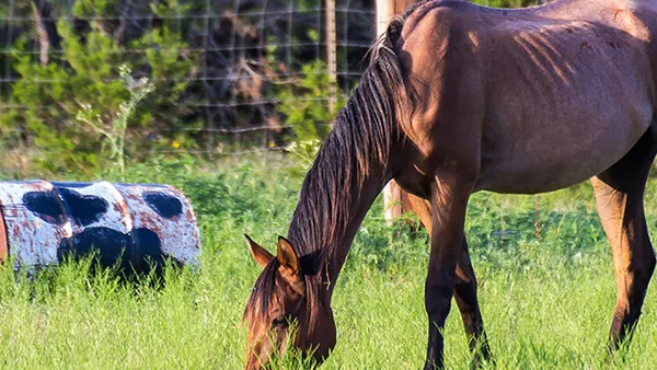 Lutter contre la perte de poids chez le cheval