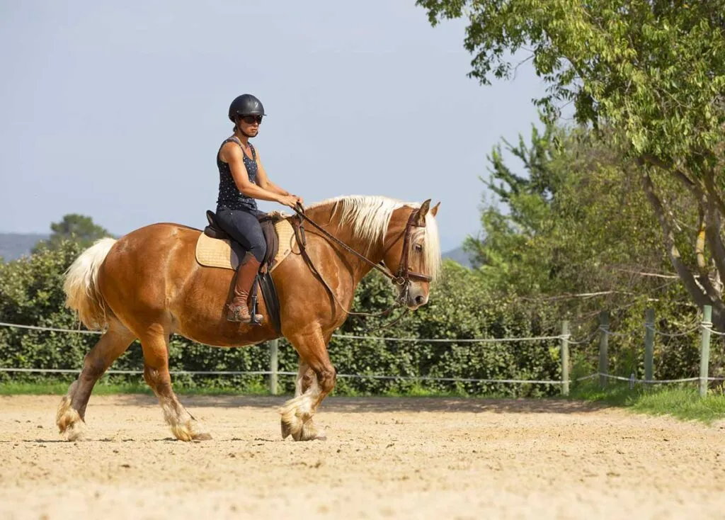 Cheval froid à la jambe