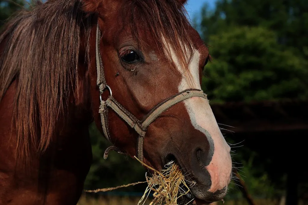 cheval qui mange du foin