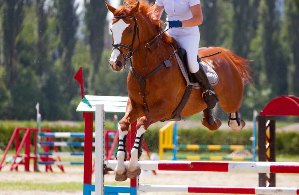 cheval qui charge à l'obstacle