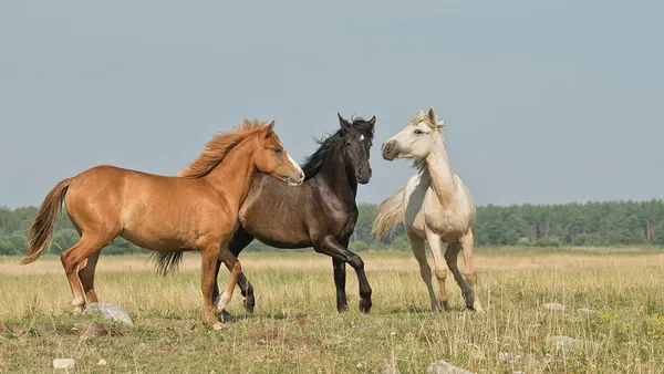Cheval Partage a besoin de vous !