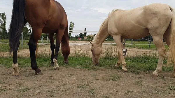 3 ans pieds nus : mon retour d'expérience