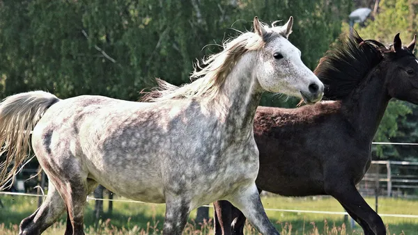 Le Pur-Sang Arabe, le prince du désert