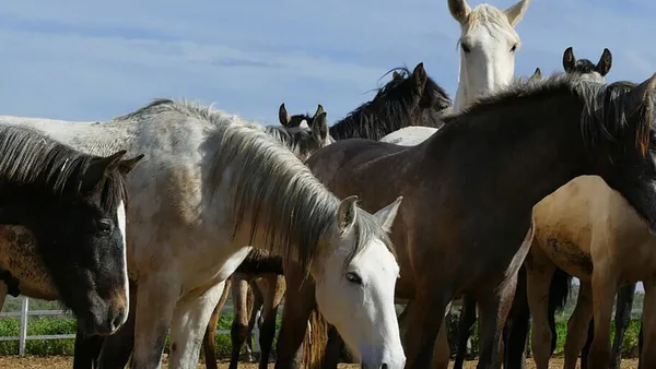 Mon cheval maigrit : que faire ?
