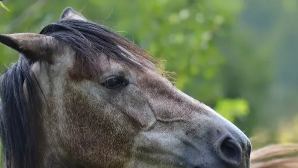 Mon cheval renâcle : ce qu'il veut me dire
