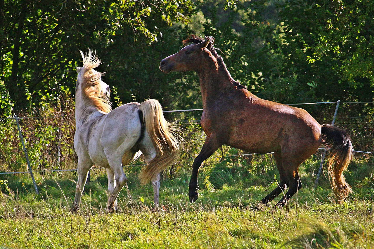 Si votre cheval est en bas de la hiérarchie du troupeau, assurez-vous qu'il ait bien accès à une quantité suffisante de nourriture.