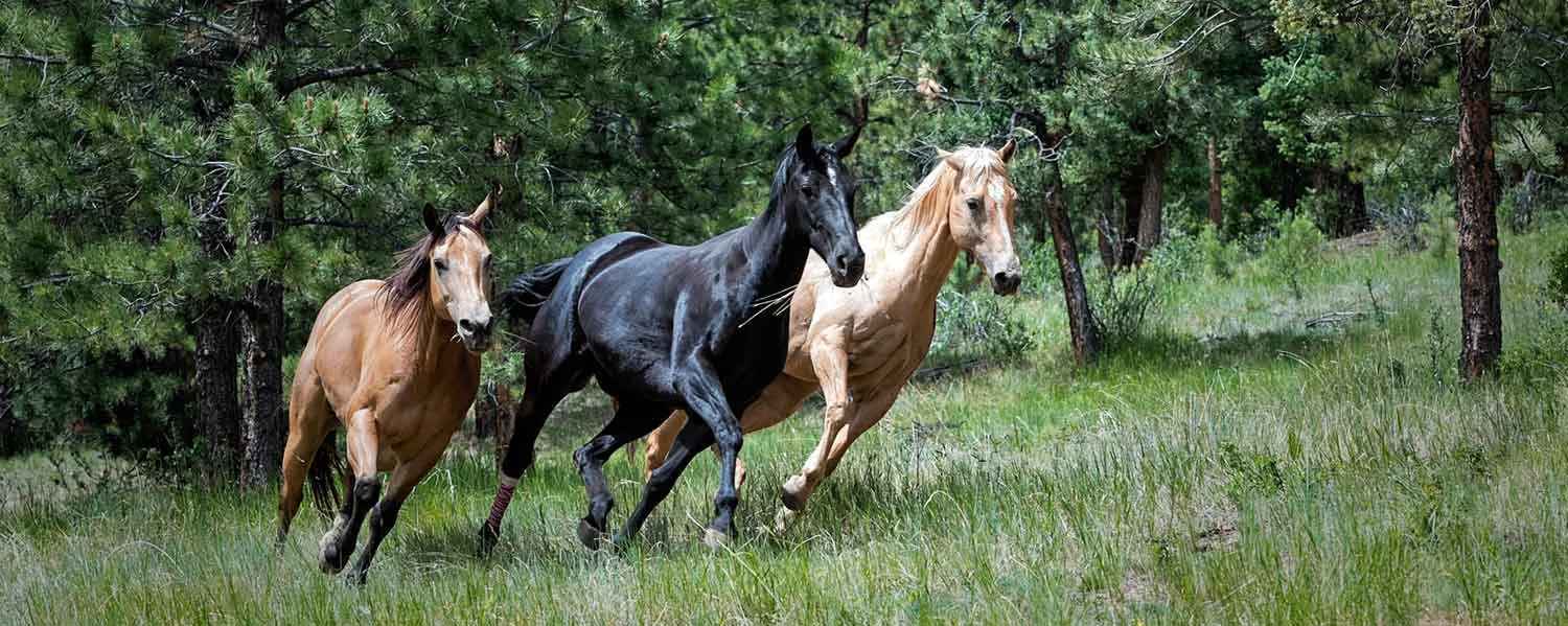 chevaux au pré