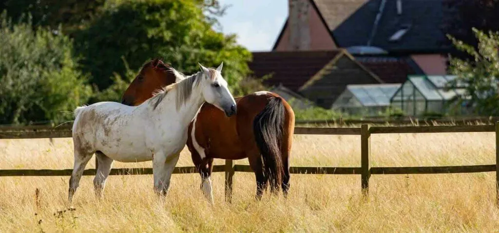 L'ensemble du mode de vie du cheval à un impact sur ses pieds
