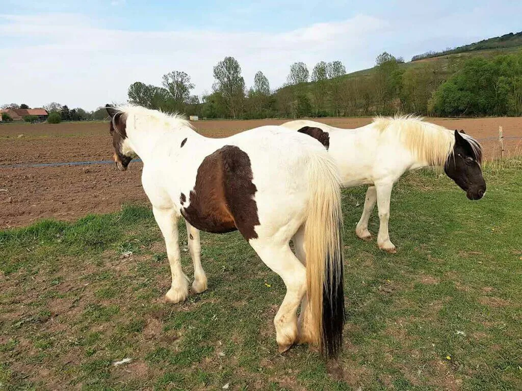 lorsqu'ils sont en état de somnolence, les chevaux dorment debout