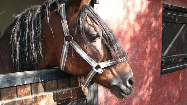 Combien ça coûte d'avoir un cheval ?