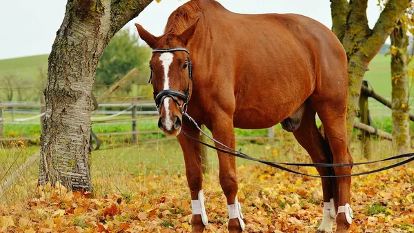 Le cheval et les courbatures