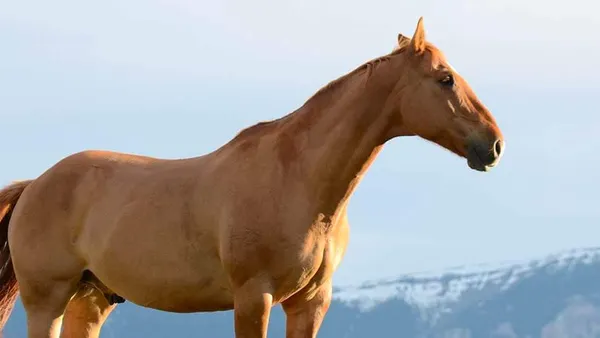 La cryptorchidie chez le cheval
