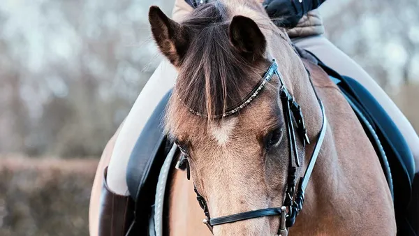 Introduction au débourrage du jeune cheval