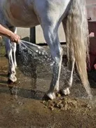 Doucher le membre permet de masser et de refroidir le membre en même temps. (c) Unihorse