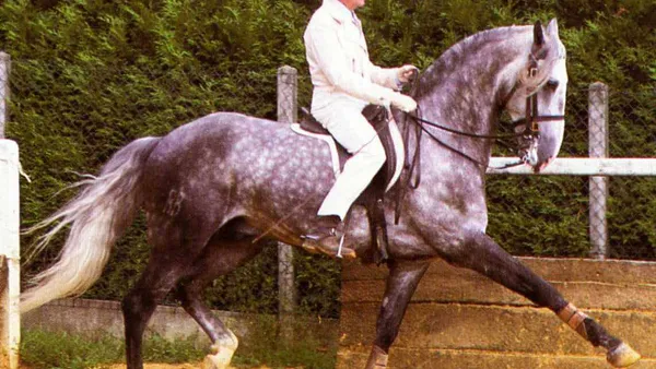 Michel Henriquet