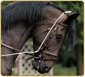 Ce cheval est bloqué dans une position statique, l'enrênement mériterait d'être réglé plus lâche pour être vraiment efficace