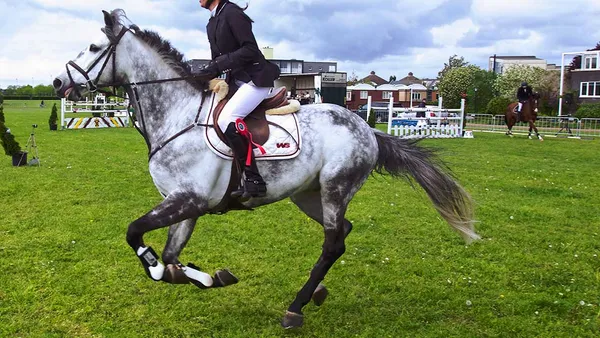 Les trois équilibres fondamentaux en équitation