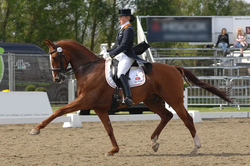 Les allongements sont un parfait exemple de l'équilibre longitudinal : à condition de garder un cheval droit, en avant et qui se tend !