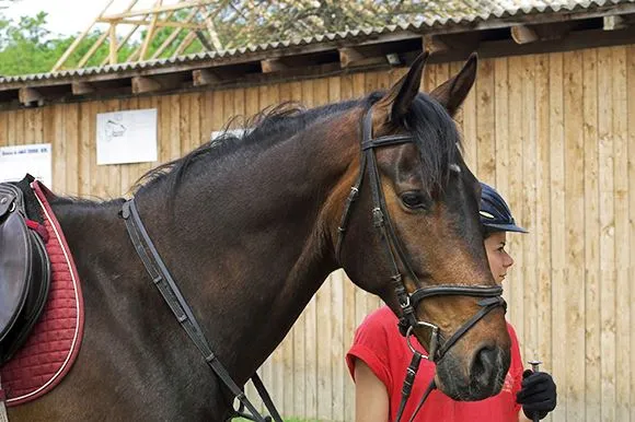 Cheval bai brun : base baie + gène sooty