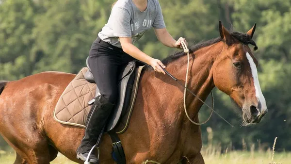 Introduction à l'équitation éthologique