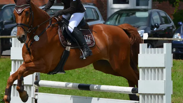 Saut d'obstacle : travail sur les courbes