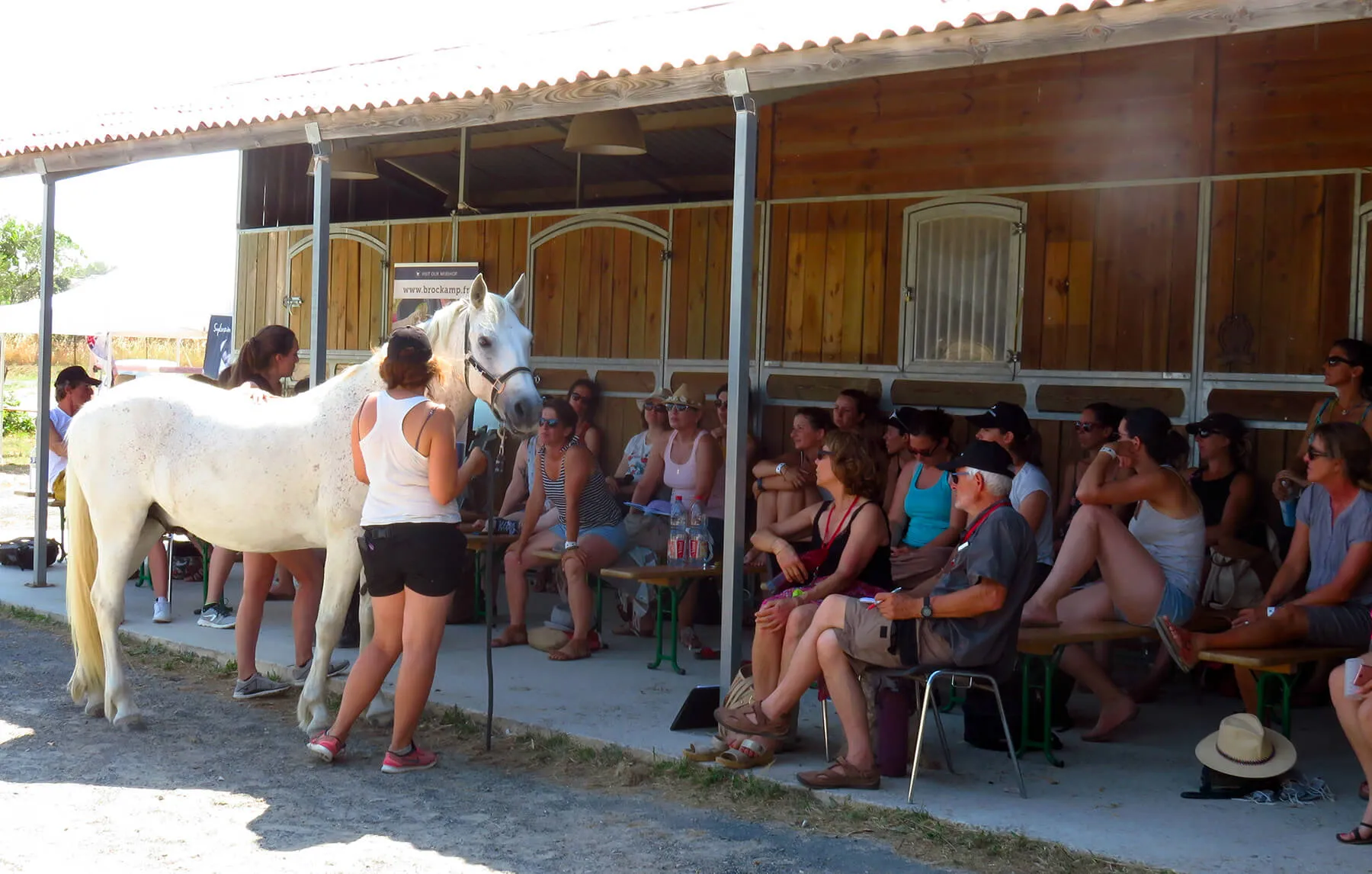 Evaluation de l'état du cheval avec la note corporelle