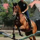 4 exercices de saut d’obstacles pour le jeune cheval