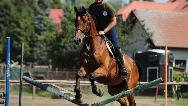 4 exercices de saut d’obstacles pour le jeune cheval