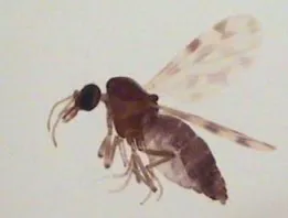 Le moustique culicoïde, responsable de la dermite