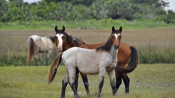 Les tests génétiques chez les chevaux