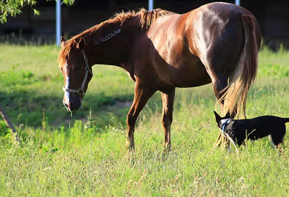 Beaucoup de cavaliers rêvent d'avoir leur propre cheval... Encore faut-il savoir où l'héberger !