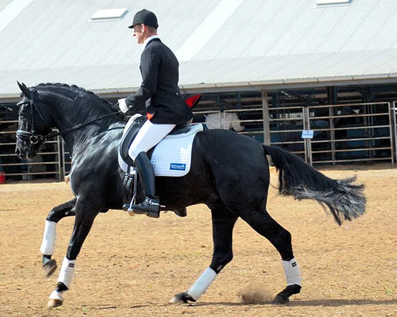 Cheval dans une bonne attitude de travail