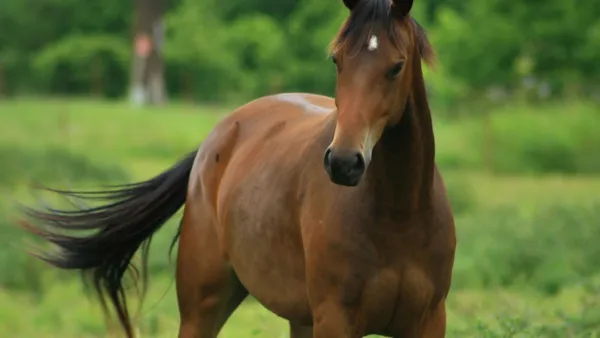 Comment évaluer l'état corporel de son cheval ?