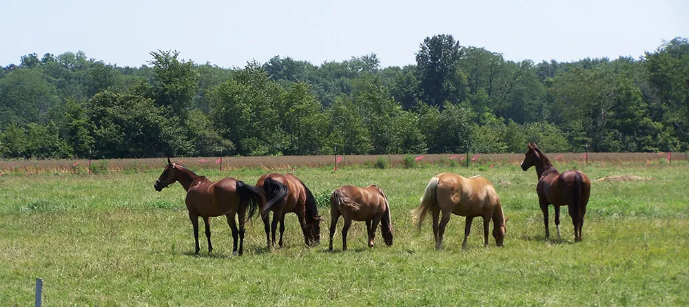 Si les chevaux vivent au box, vérifiez qu'ils aient bien la possibilité de pouvoir sortir régulièrement au pré ou au paddock.