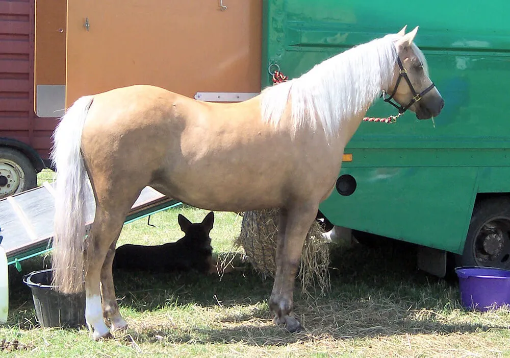 Cheval palomino